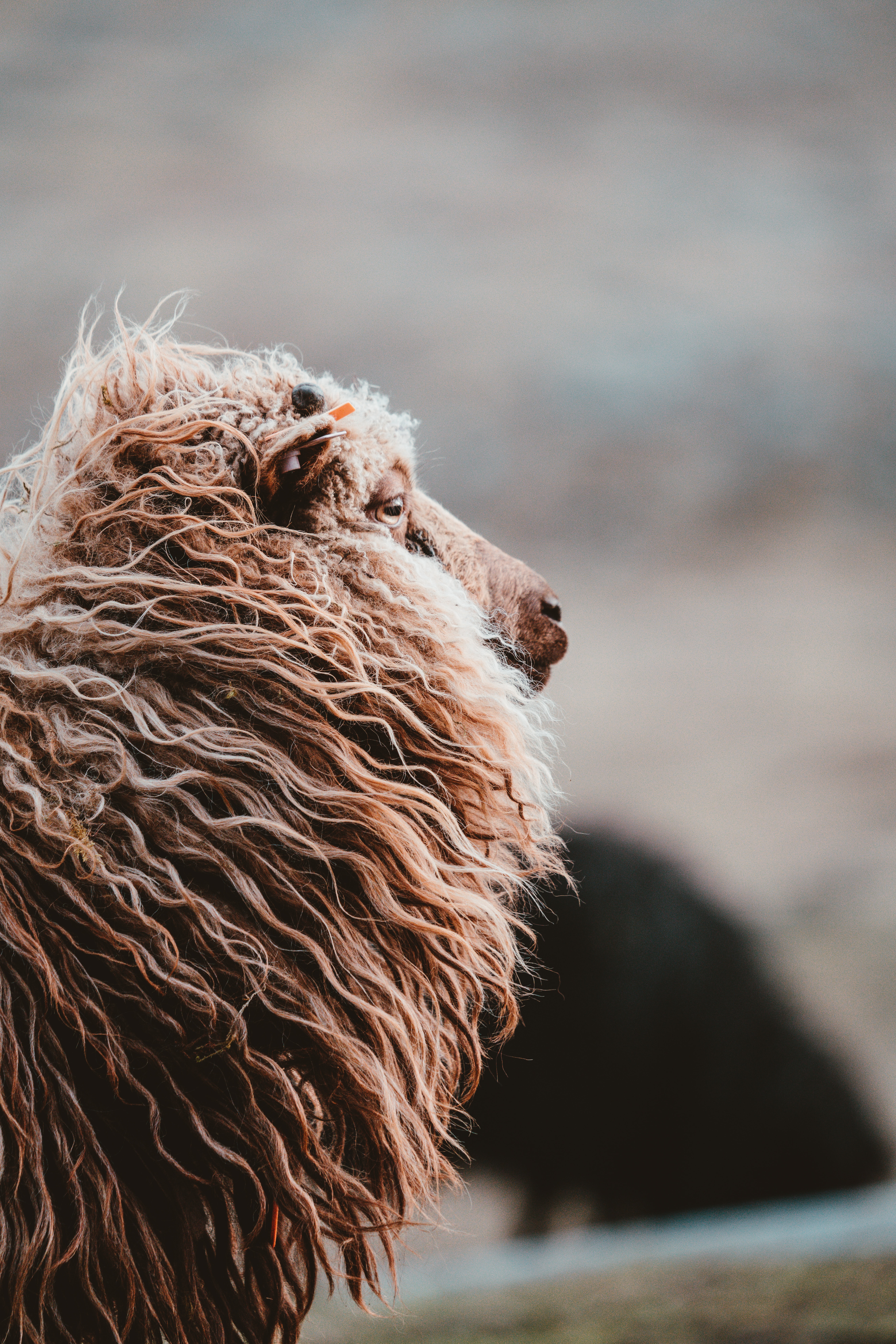 Picture of the head & shoulders of a sheep in profile with long wooly hair looking off to the right.